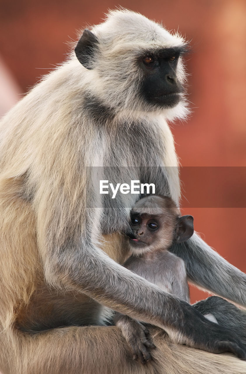 Close-up of langur family at jaigarh fort