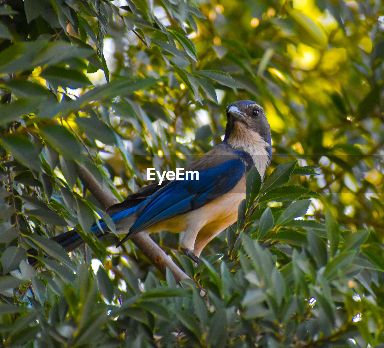 Beautiful blue jay bird perching on a tree looking alert for danger in the forest