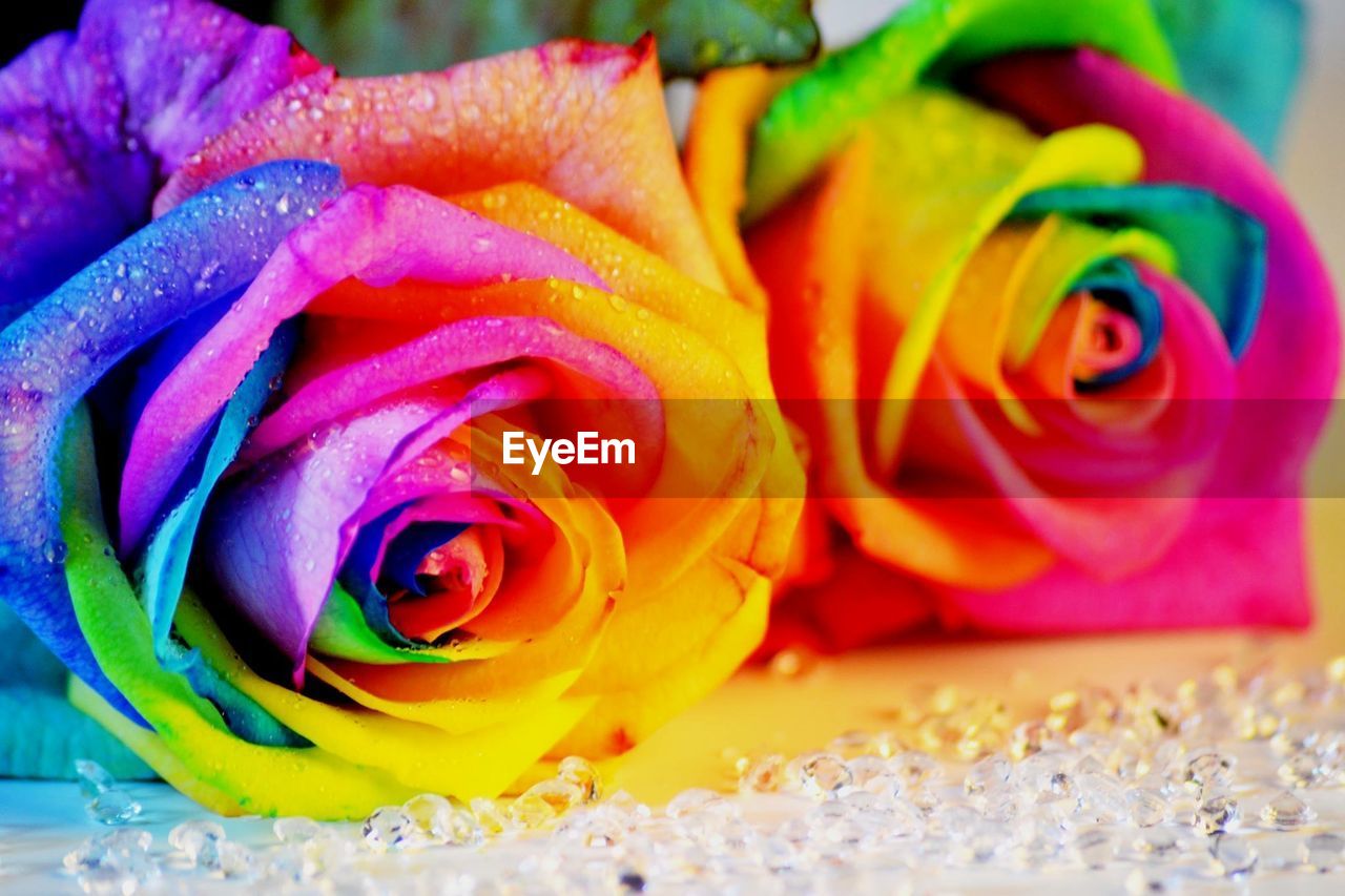 Close-up of water drops on rainbow roses at table