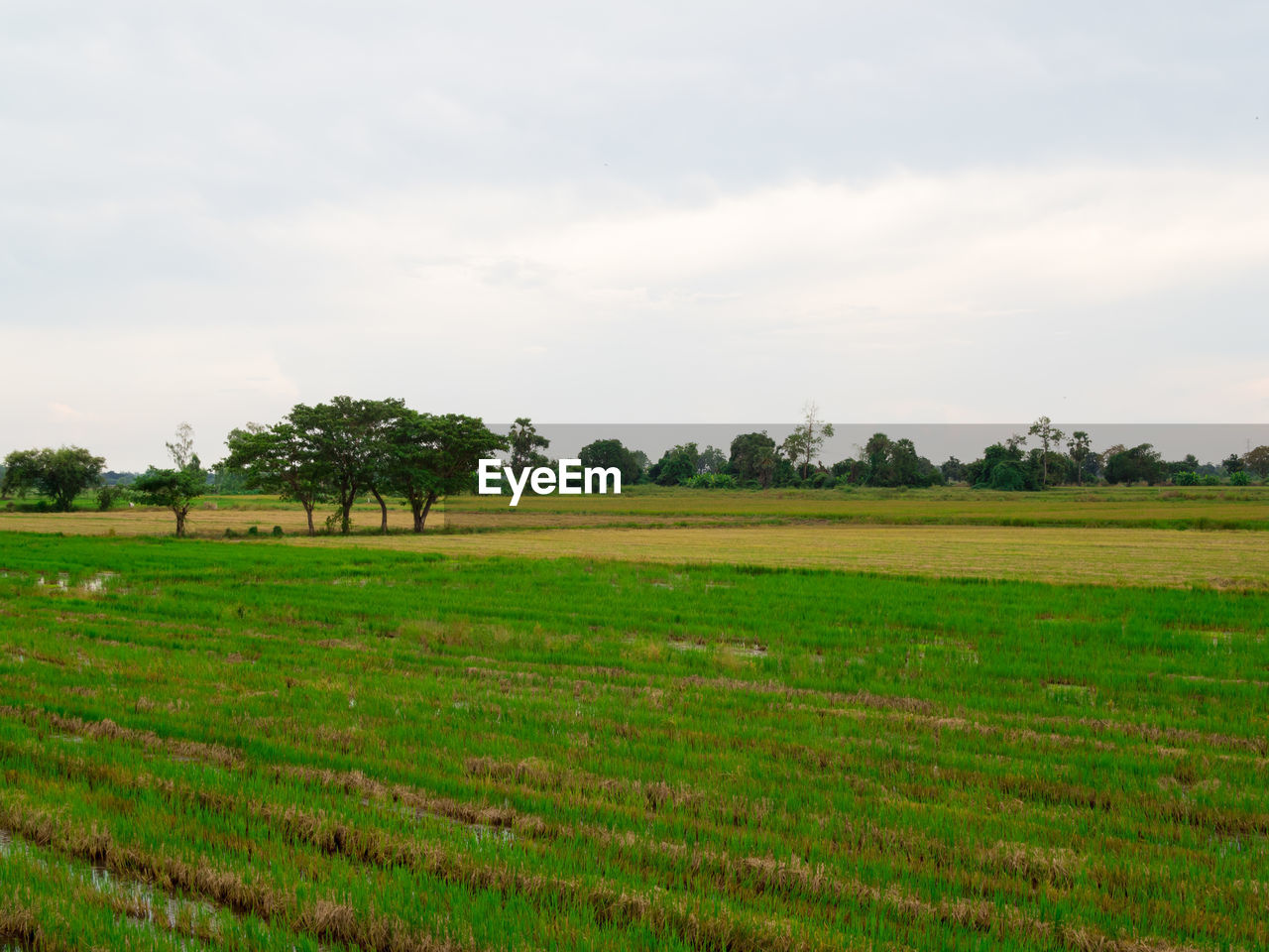 TREES ON GRASSY LANDSCAPE AGAINST SKY