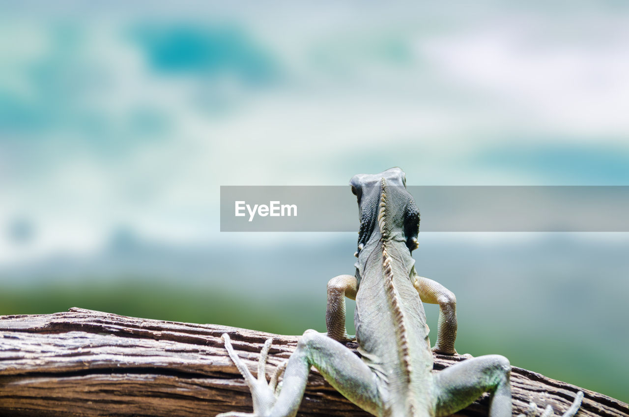 Close-up of chameleon on branch