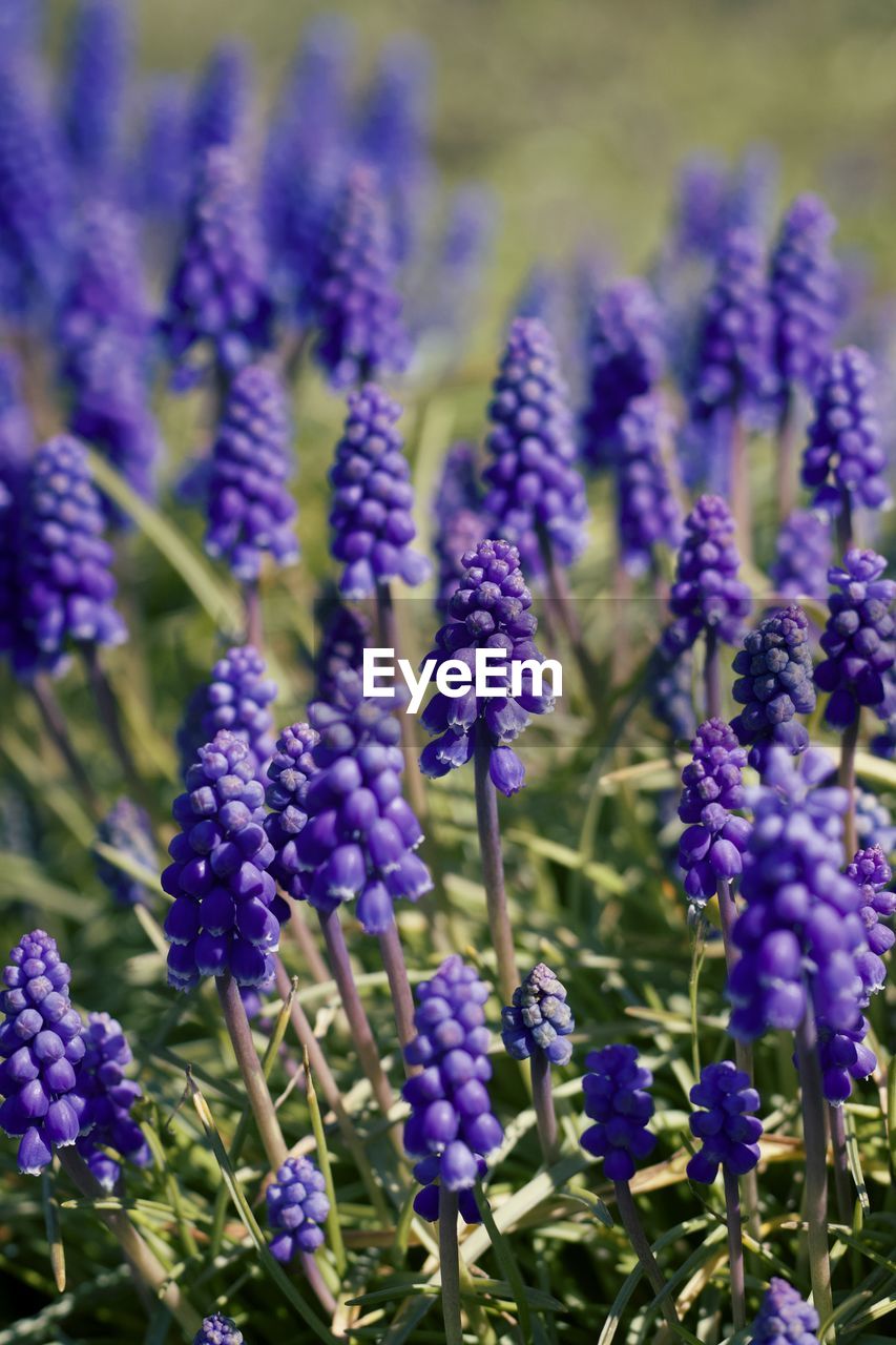 close-up of purple flowering plant