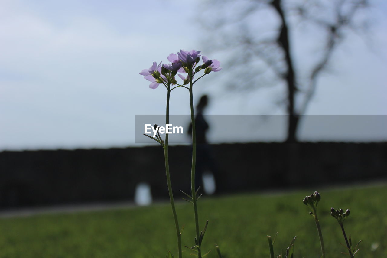 Close-up of flowers growing in field