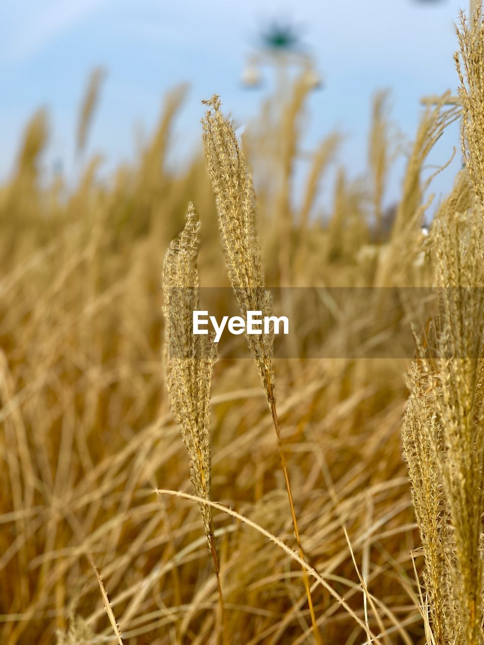 Close-up of wheat growing on field against sky