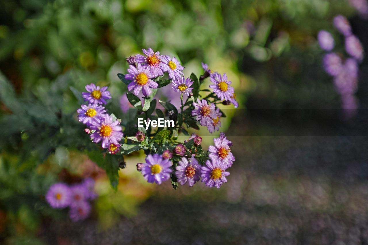 CLOSE-UP OF PURPLE FLOWERS