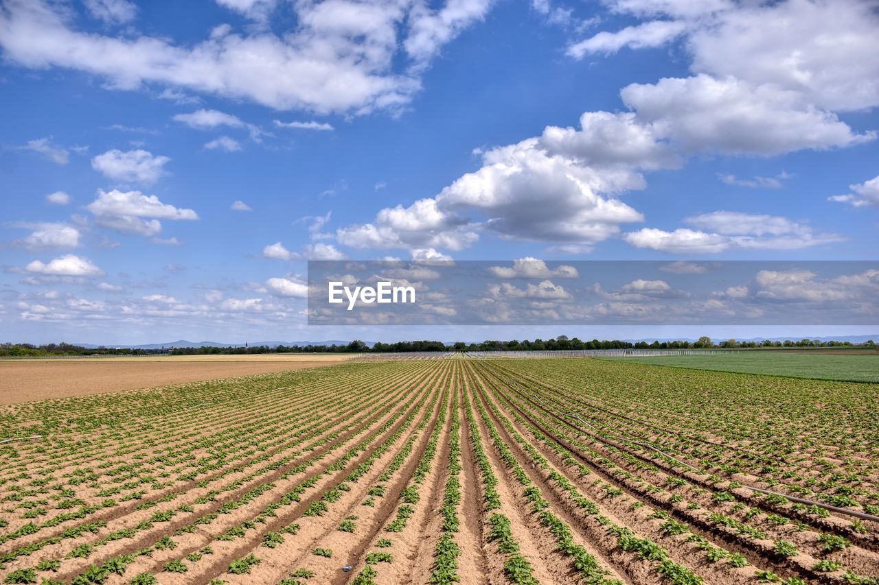 AGRICULTURAL FIELD AGAINST SKY