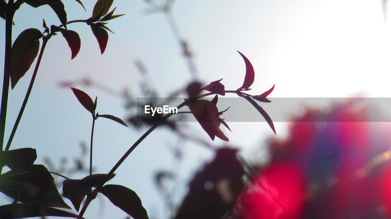 Close-up of plant against blurred background