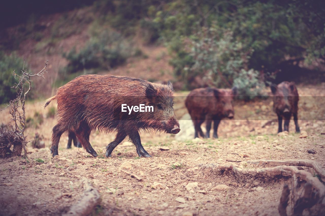 side view of pig grazing on field