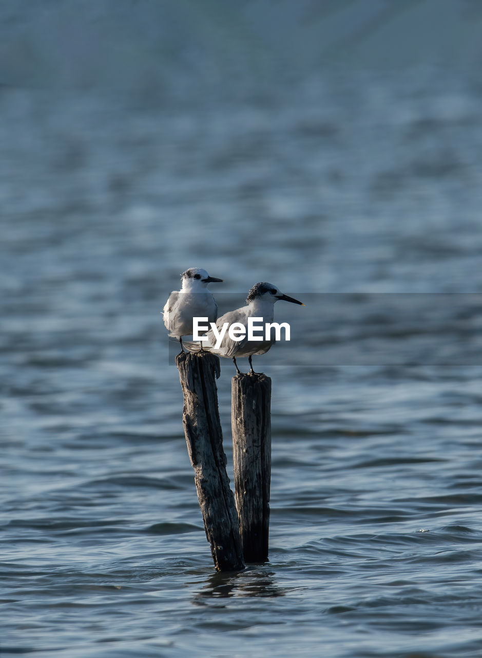 close-up of bird flying over sea