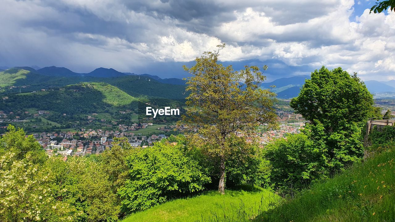 PLANTS GROWING ON LAND AGAINST SKY