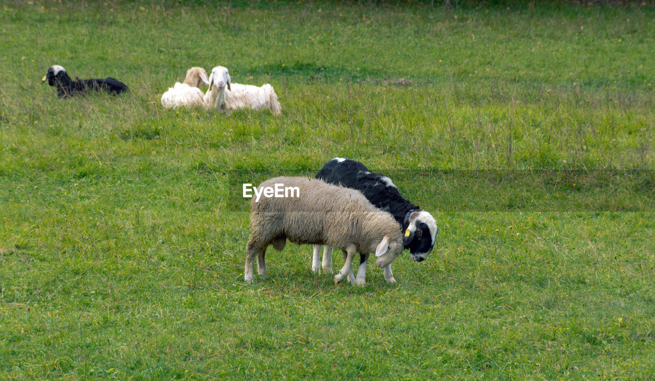 Flock of sheep on green pasture