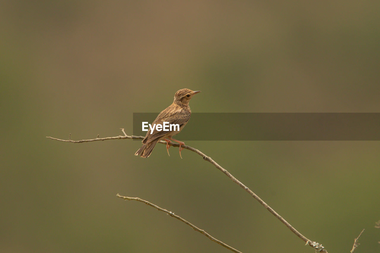 CLOSE-UP OF BIRD PERCHING ON PLANT