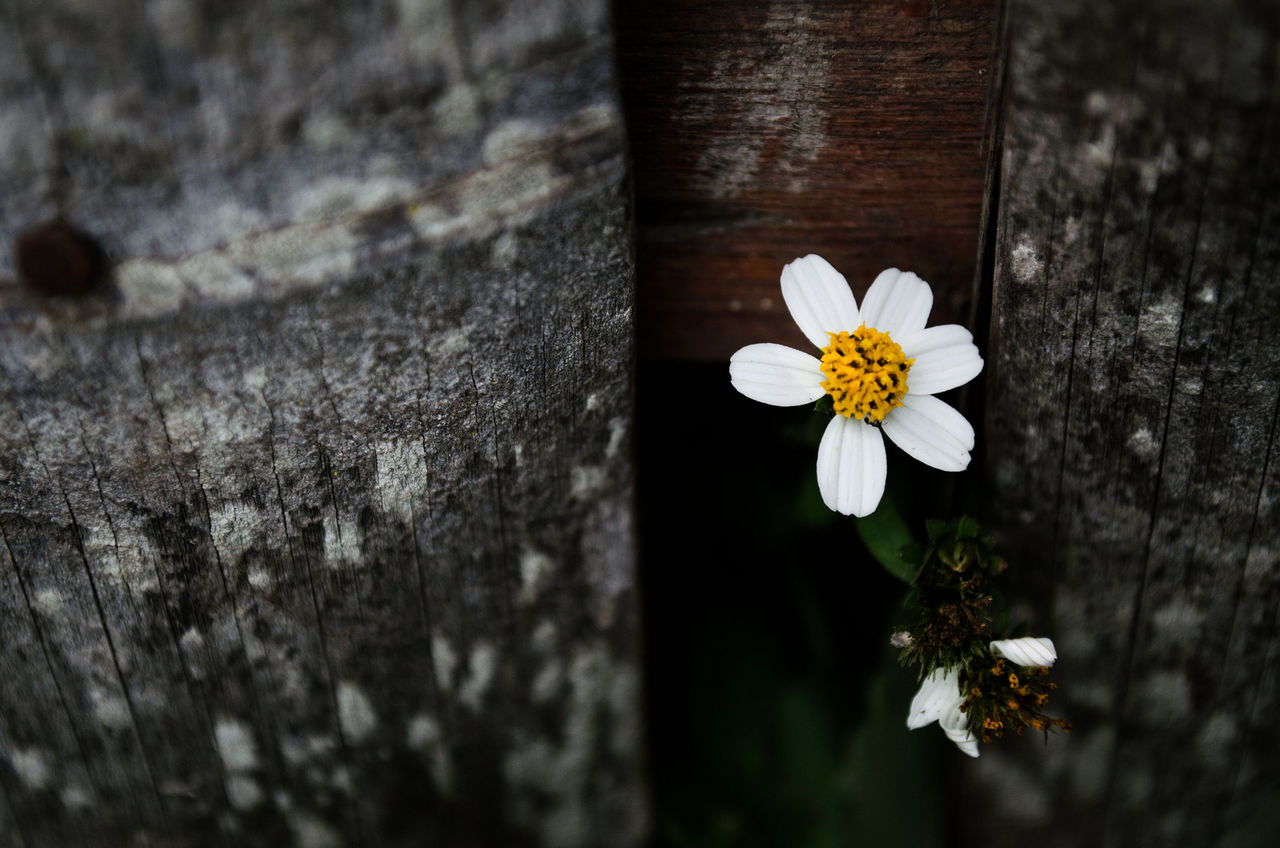 White flower blooming in backyard