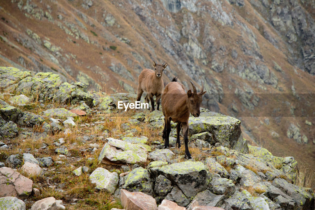 The west caucasian tur capra caucasica. caucasian mountain goats in their natural habitat