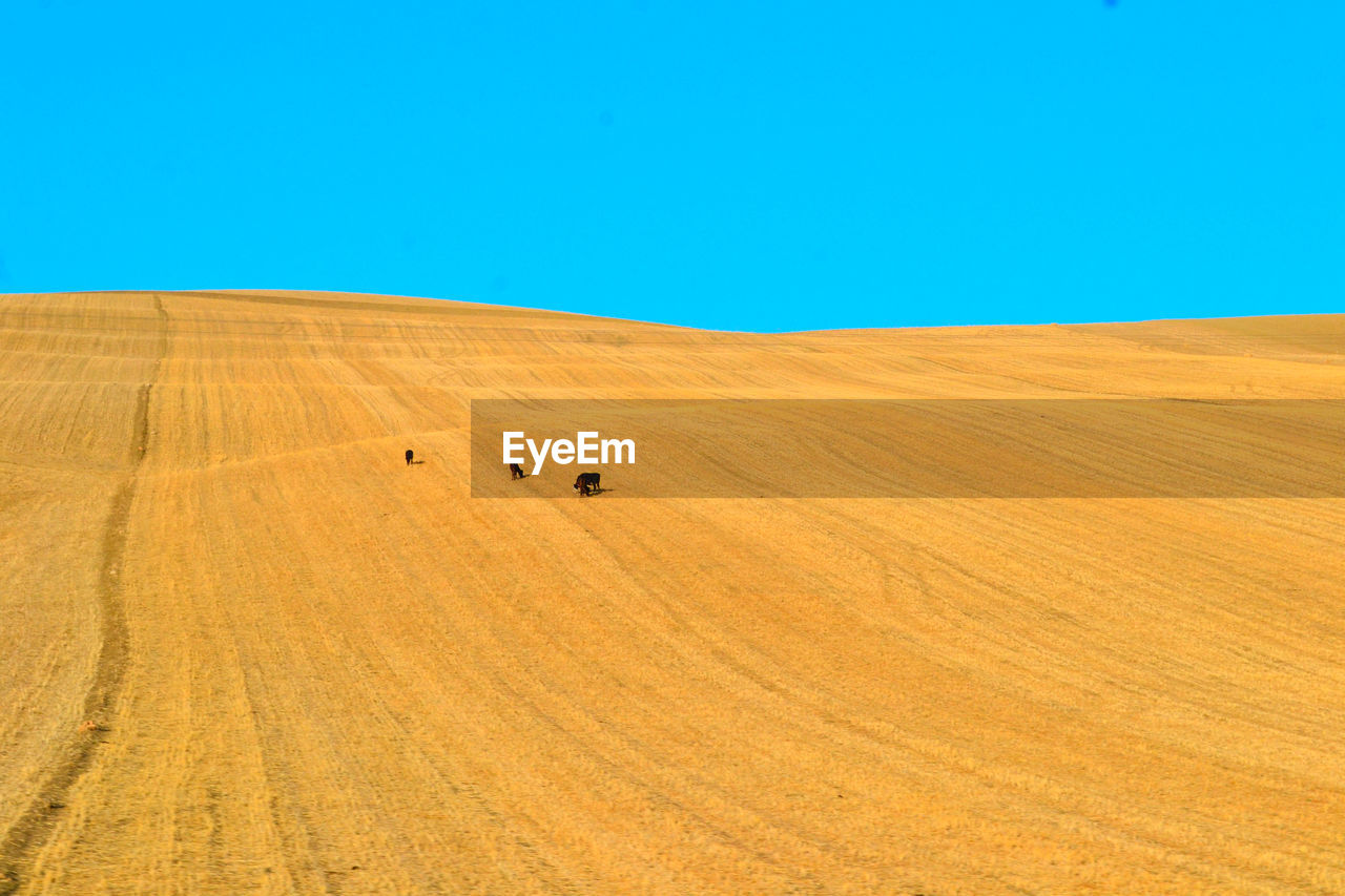 Scenic view of agricultural field against clear blue sky