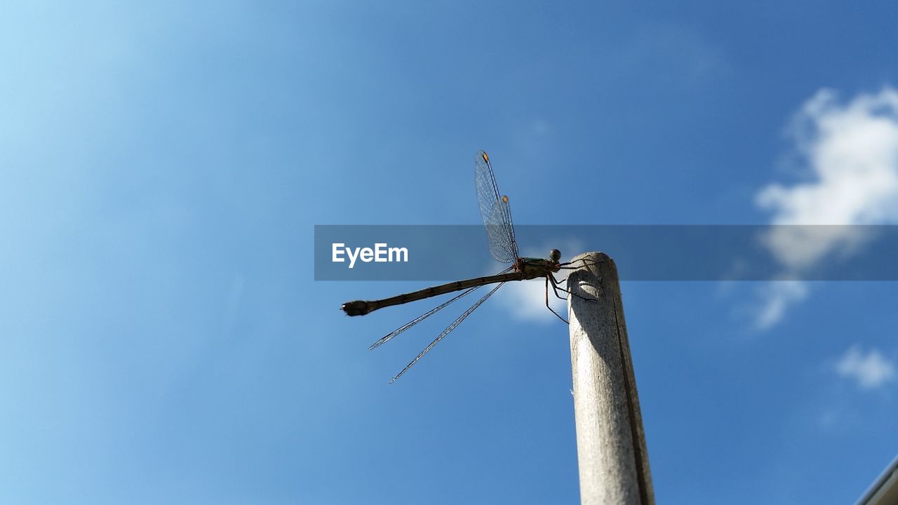 LOW ANGLE VIEW OF BIRD ON BLUE SKY