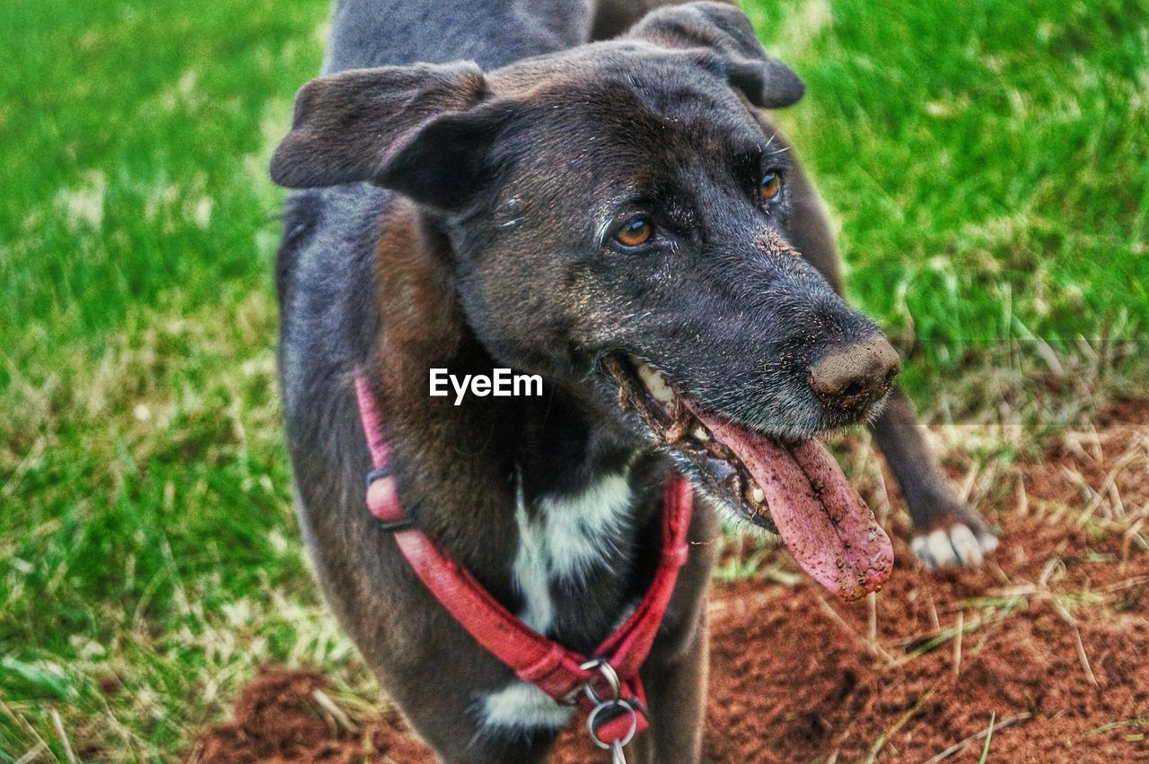 Close-up of dog on field