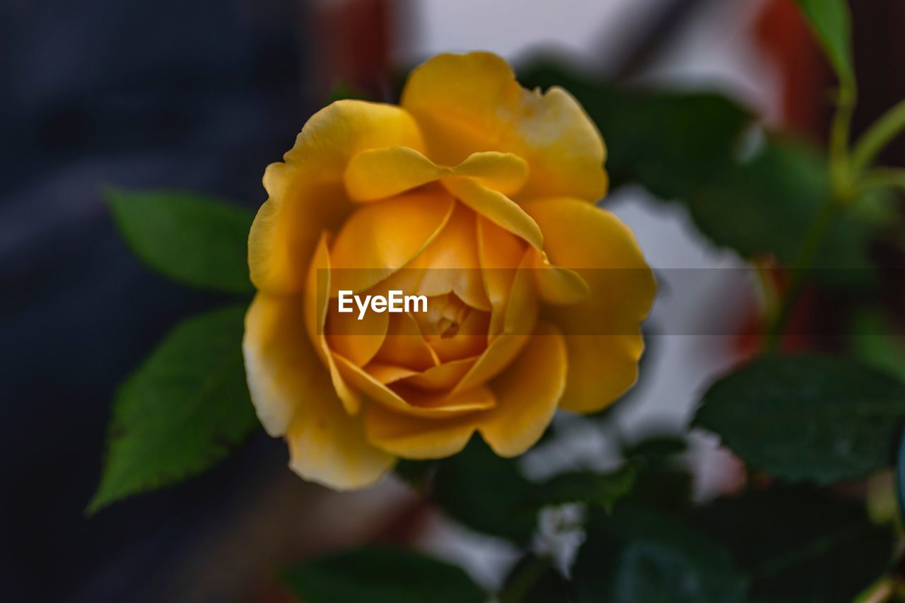 CLOSE-UP OF YELLOW ROSES