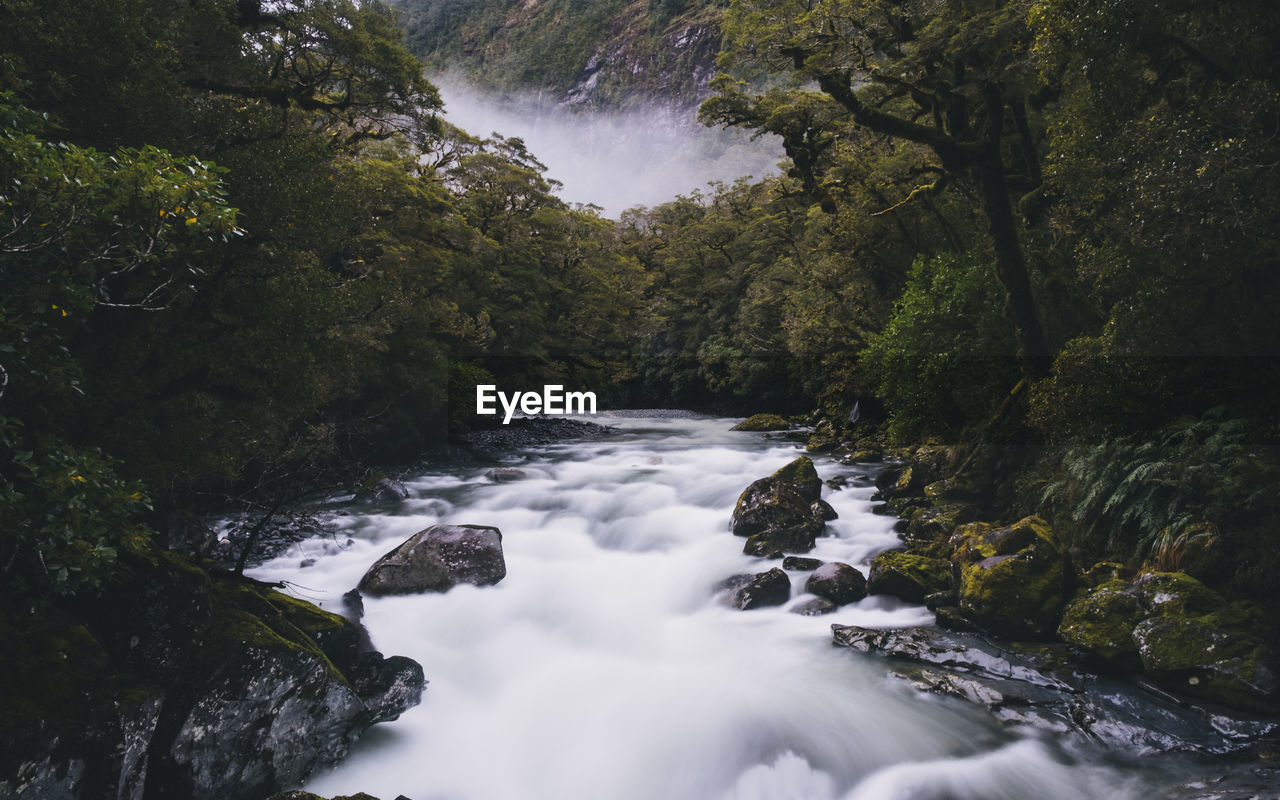 River surrounded by lush forest, foggy day, milford sound, new zealand