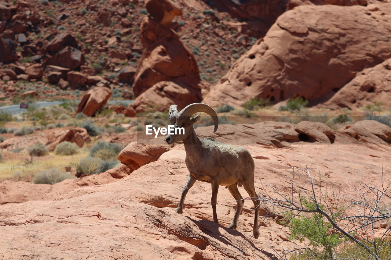 high angle view of sheep on rock