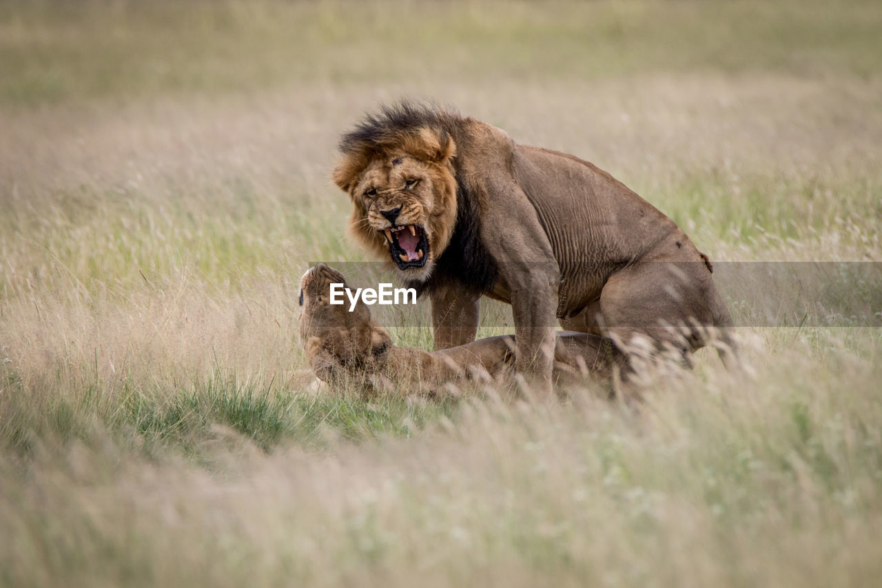 Lion and lioness mating on grassy field