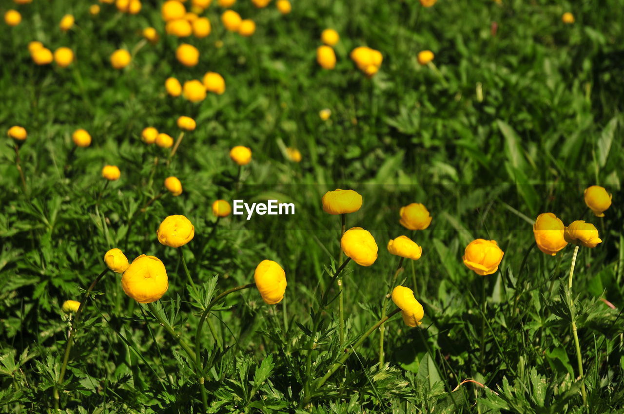 CLOSE-UP OF YELLOW FLOWERING PLANTS GROWING ON FIELD