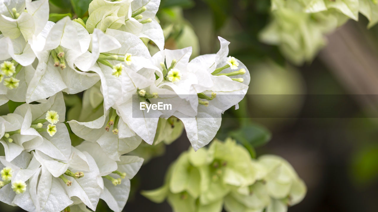 CLOSE-UP OF FLOWERING PLANT