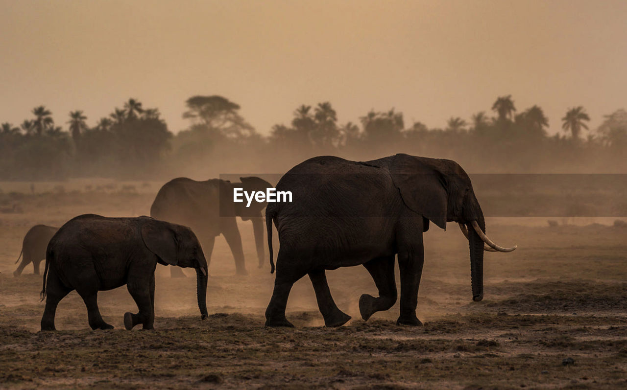 Elephants standing in a field