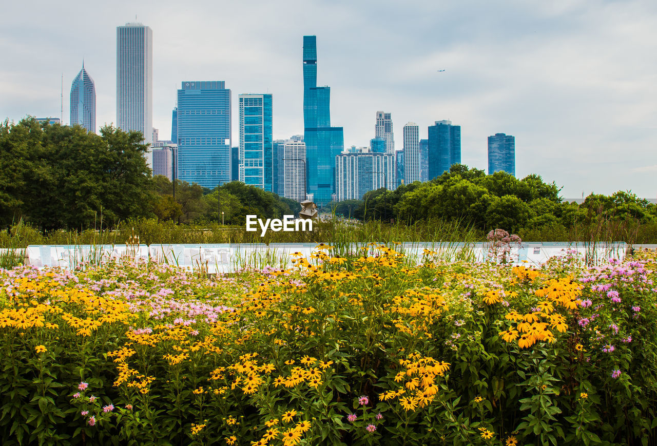 View of flowering plants by buildings against sky