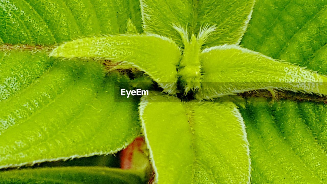 CLOSE-UP OF GREEN LIZARD ON LEAF