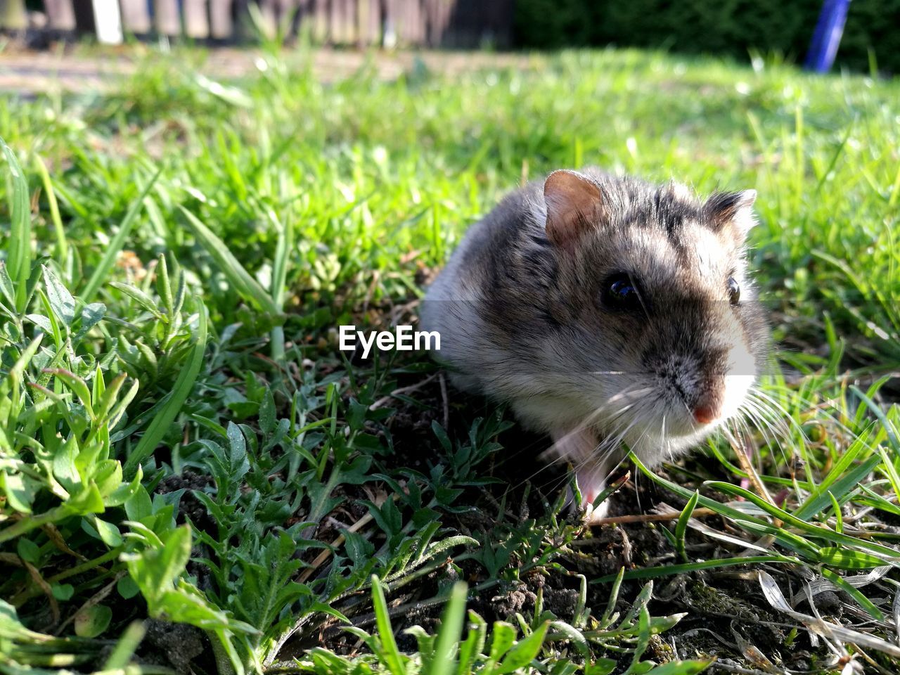 CLOSE-UP OF AN ANIMAL ON FIELD