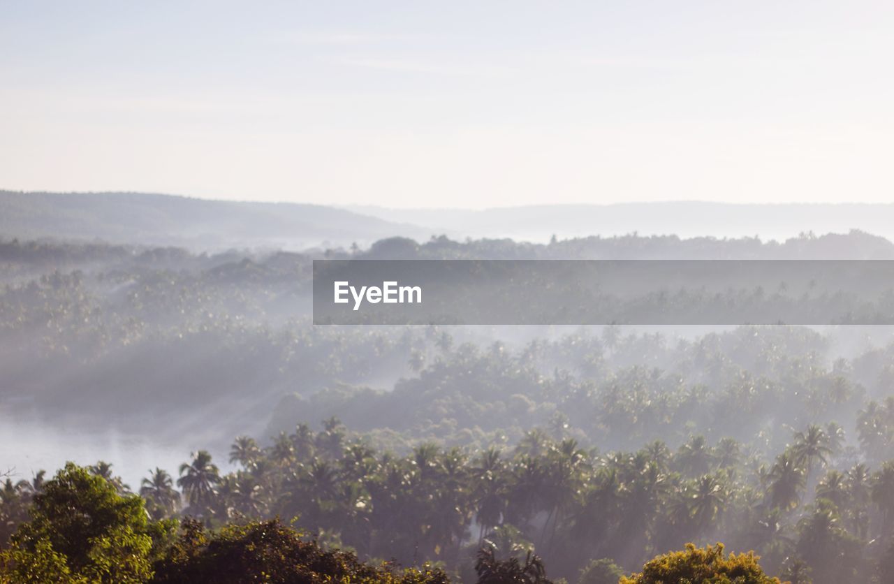 Scenic view of palm trees and morning sunlight crossing through the fog