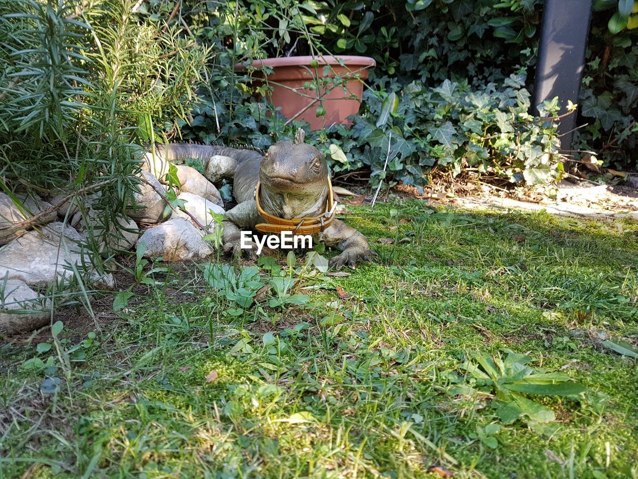 PLANTS IN GRASS AGAINST WALL