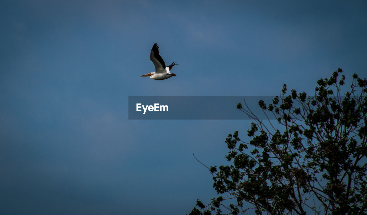 LOW ANGLE VIEW OF BIRD FLYING AGAINST SKY