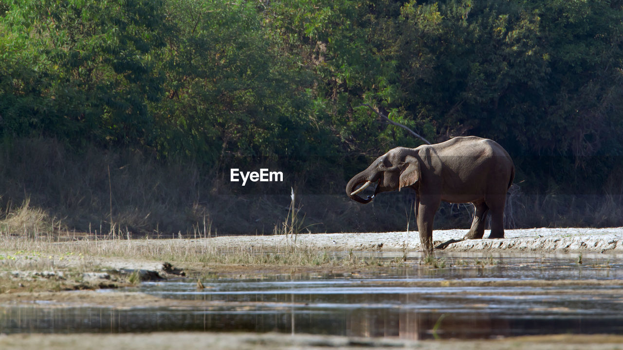 ELEPHANT IN THE LAKE