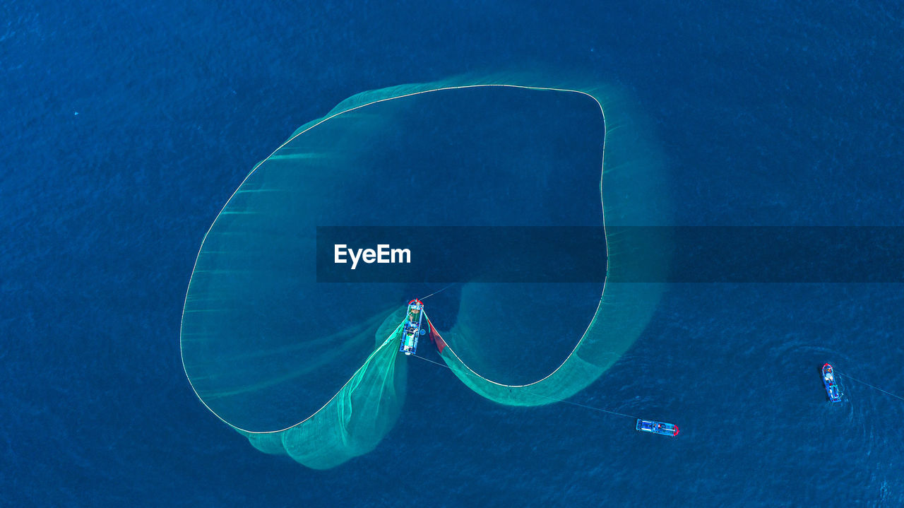 high angle view of jellyfish in water