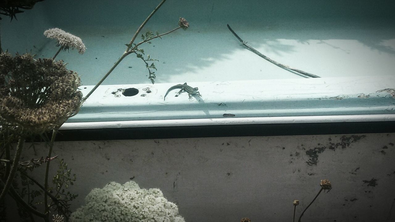 Close-up of lizard  on the boat 