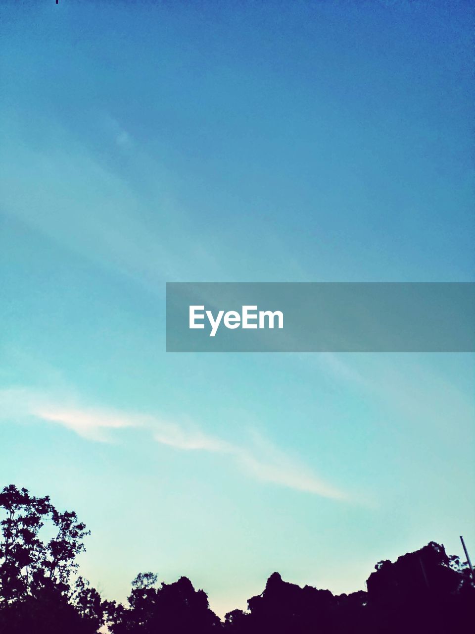 LOW ANGLE VIEW OF TREES AGAINST SKY