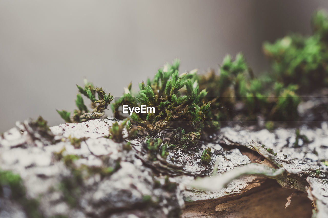 CLOSE-UP OF PLANT GROWING ON WOOD