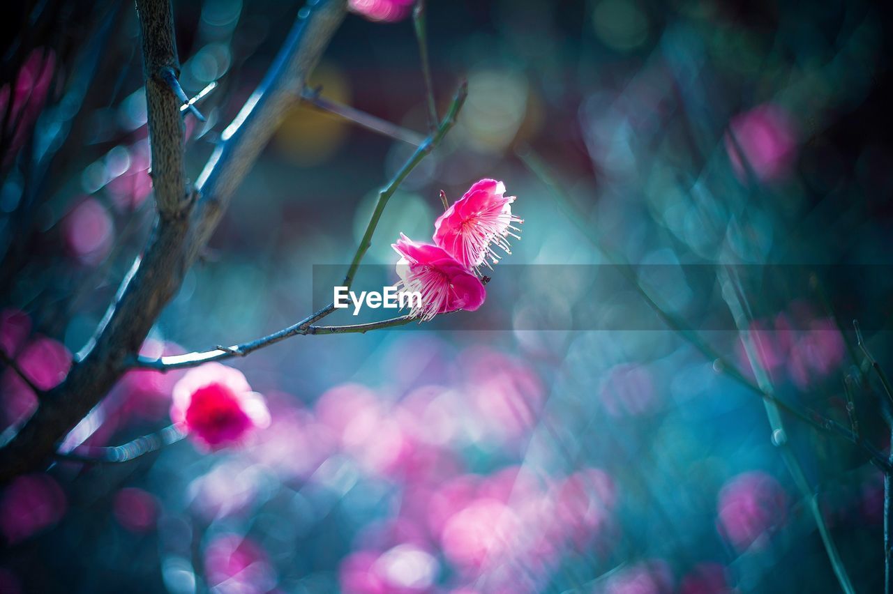 Close-up of pink flower on tree