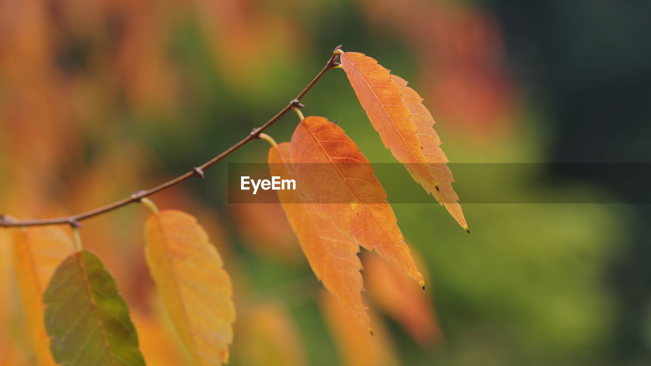 CLOSE-UP OF ORANGE LEAVES ON PLANT