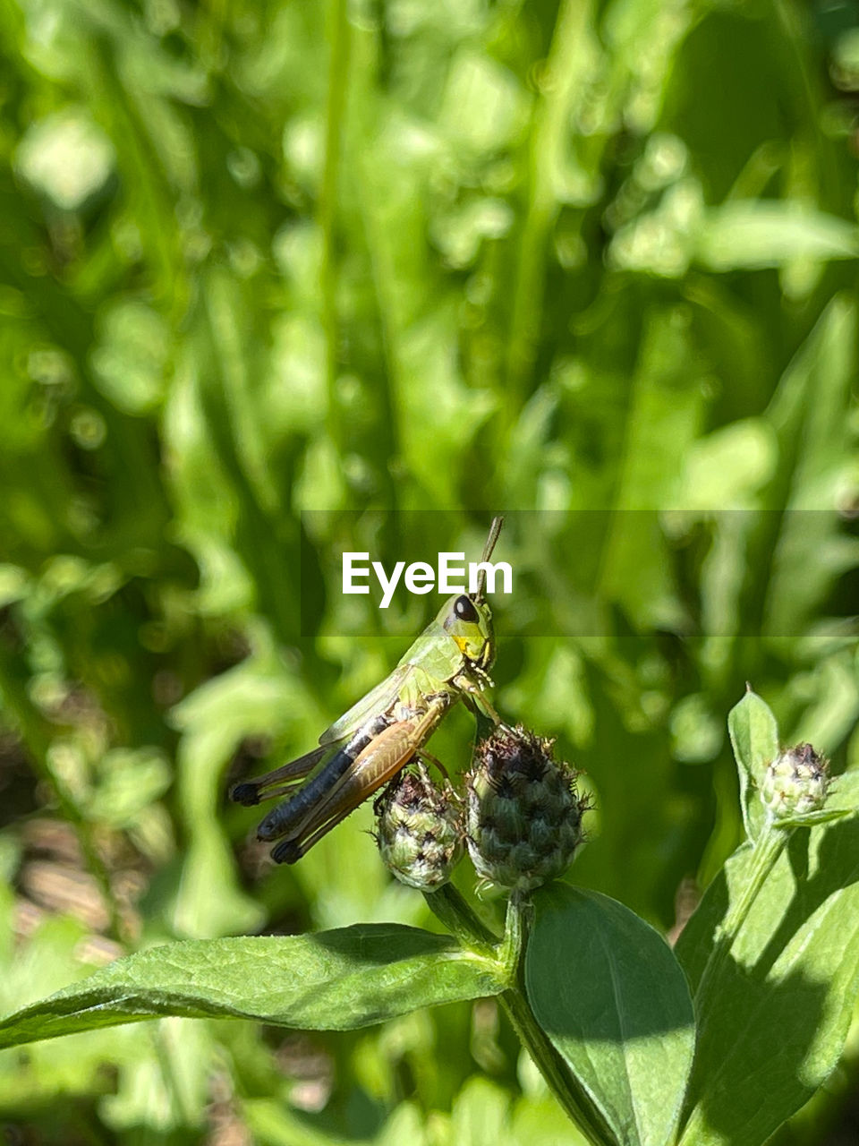 animal themes, animal, animal wildlife, wildlife, insect, one animal, plant, green, nature, plant part, leaf, macro photography, beauty in nature, close-up, animal wing, no people, flower, outdoors, animal body part, focus on foreground, environment, eating, day, perching, grass, summer, sunlight, full length