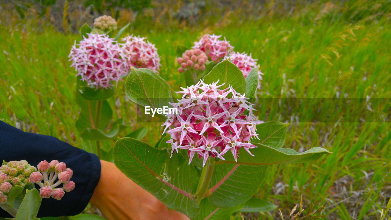 CLOSE-UP OF PINK FLOWERS BLOOMING IN HAND