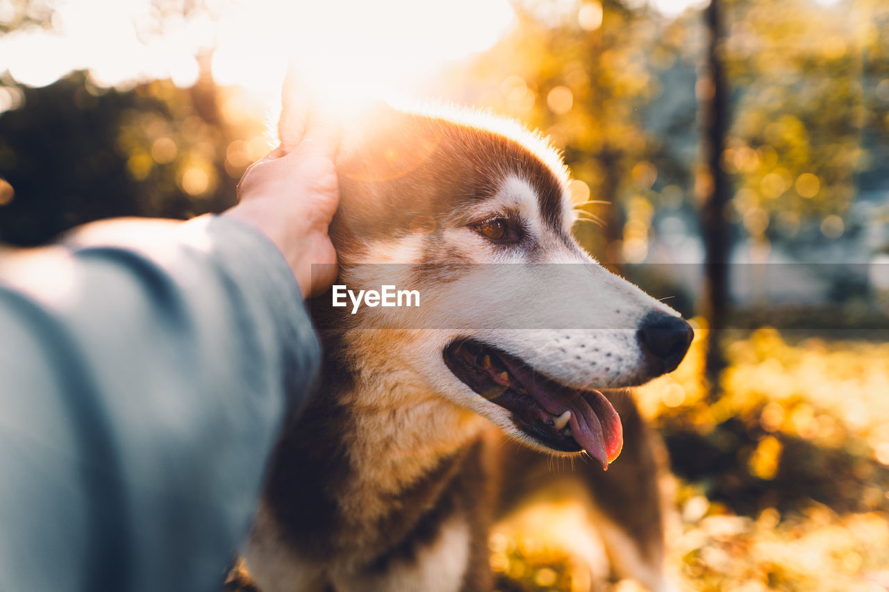 Close-up of hand petting dog