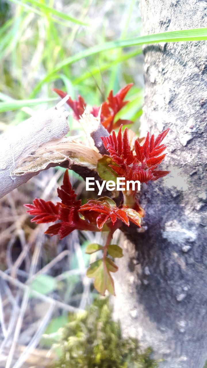 CLOSE-UP OF RED FLOWER AGAINST BLURRED BACKGROUND