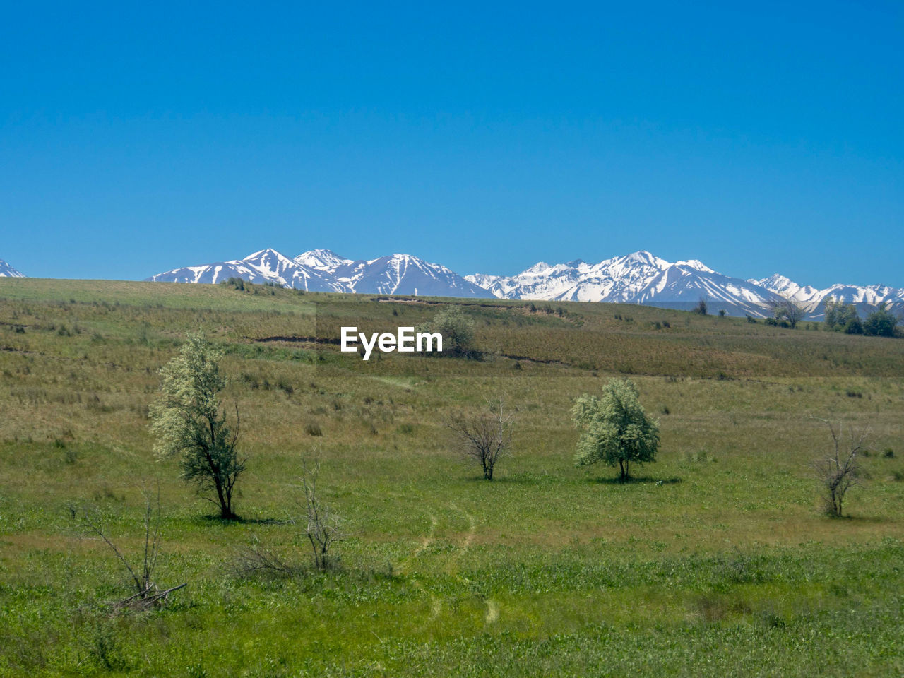 Scenic view of field against clear blue sky