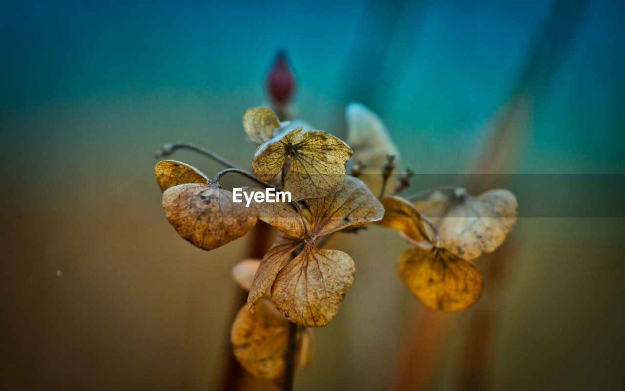 Close-up of wilted orchid