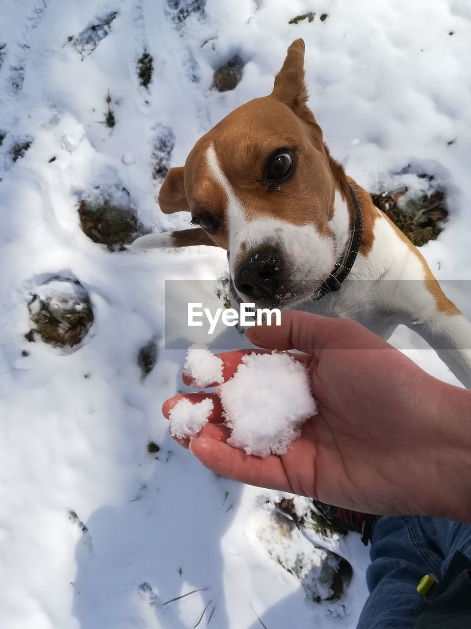 DOG HOLDING SNOW COVERED HAND