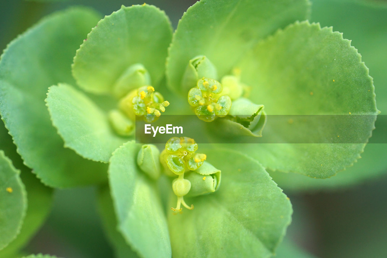 Close-up of yellow flowers