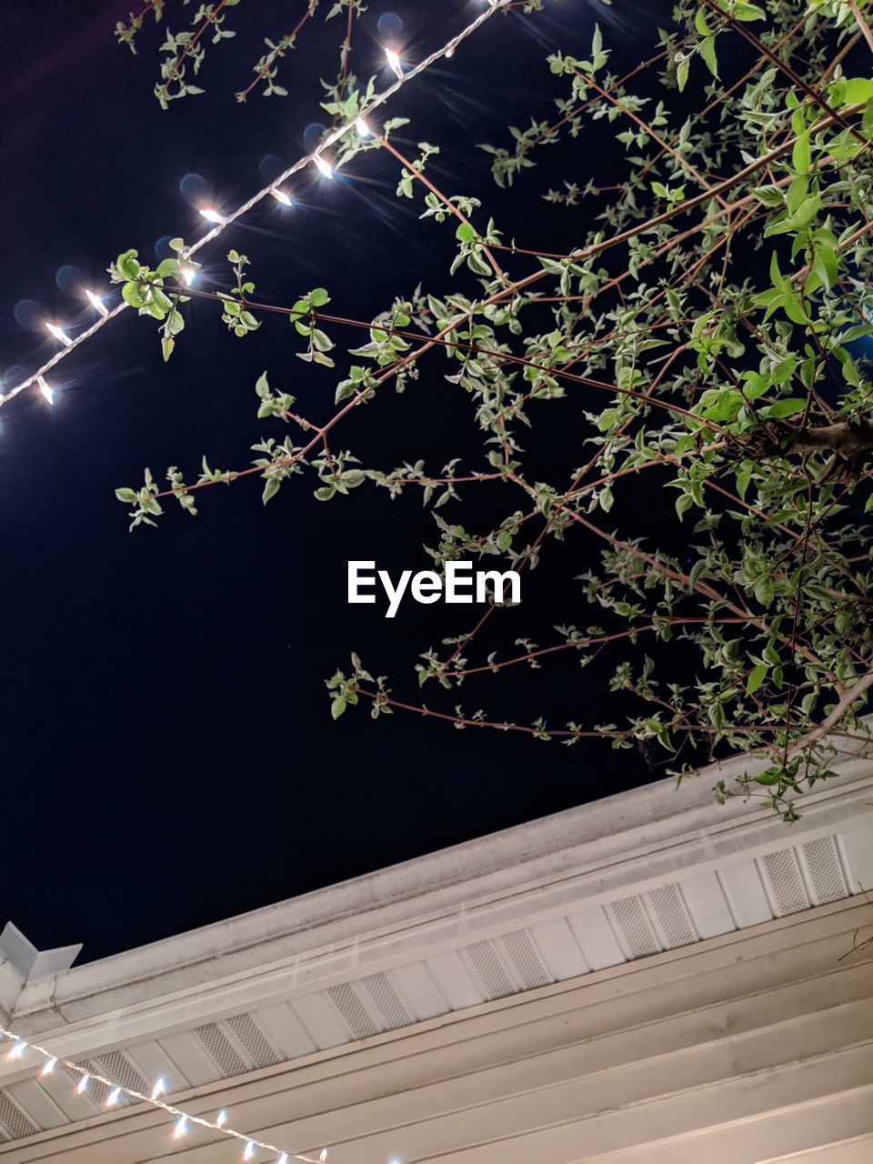 LOW ANGLE VIEW OF TREES AGAINST SKY